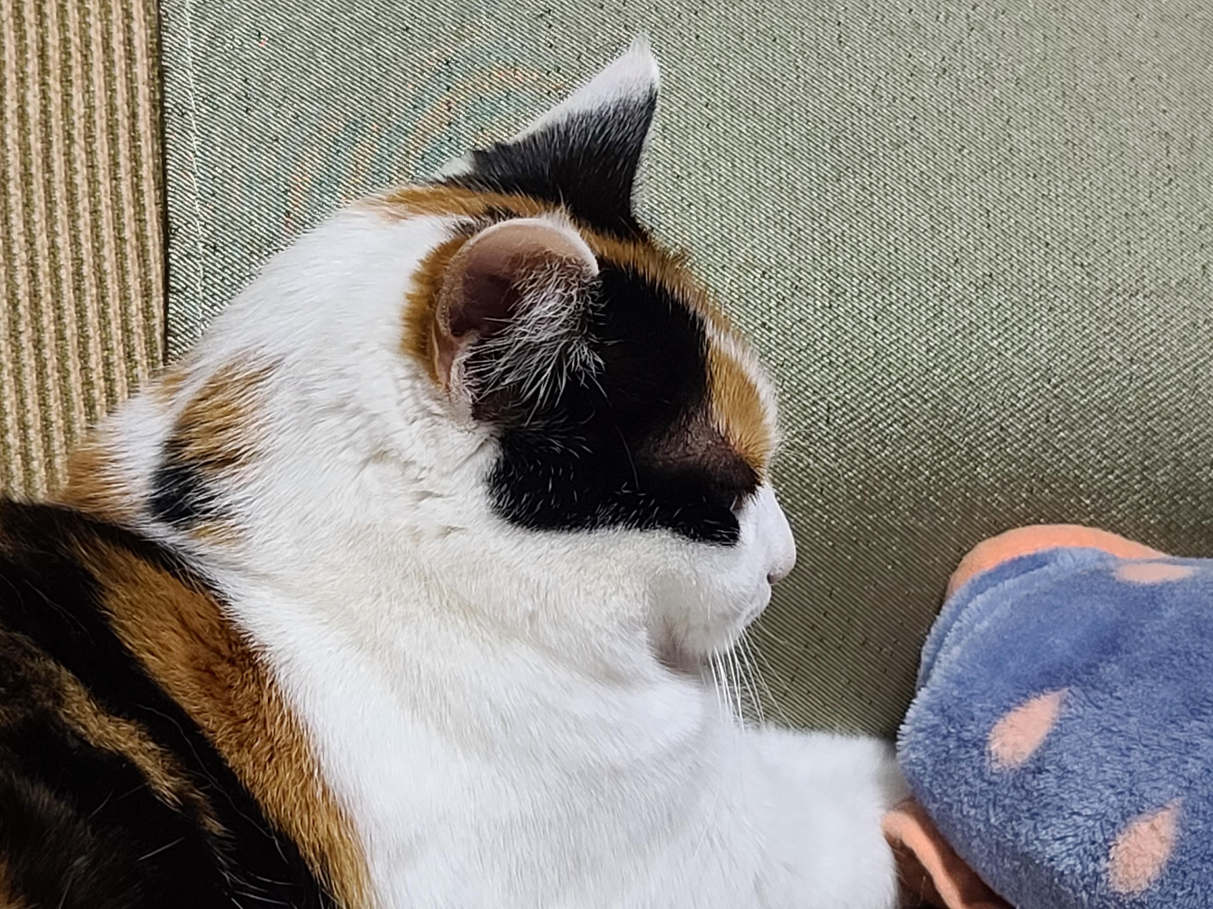 4월에도 전기장판 찜질하는 고양이. 이유는?! 너무 귀여운 잔망스러운 삼색이 고양이.