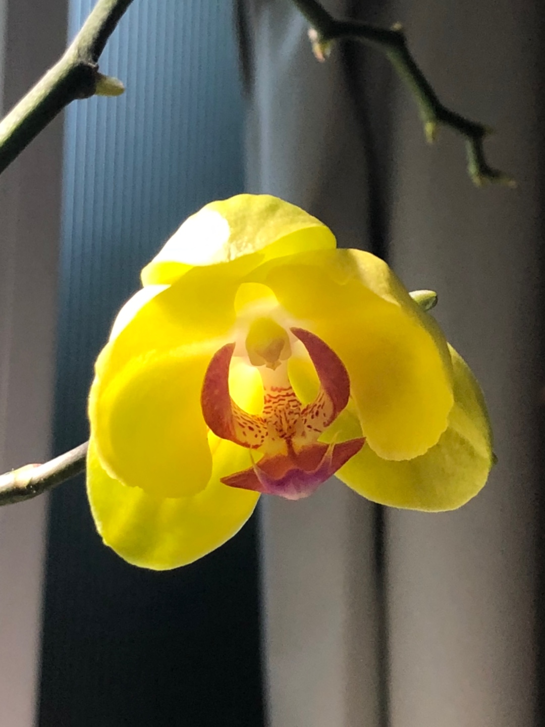 orchid