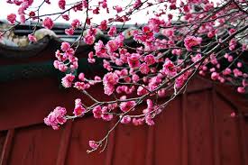 광양매화축제 기간 및 주차장 안내