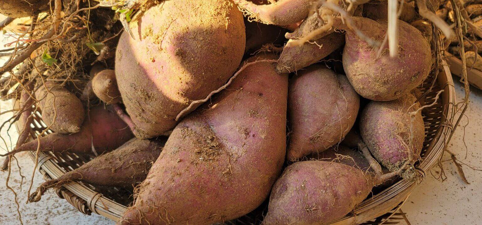 갓 캐서 흙이 잔뜩 묻은 햇 고구마가 바구니에 담겨져 있는 사진