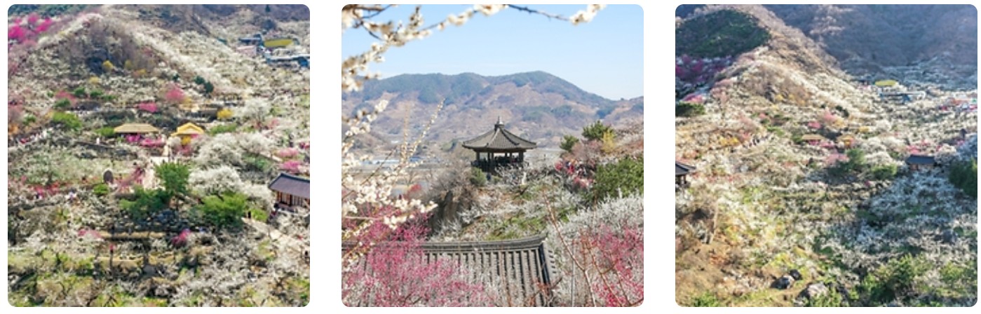 광양 매화축제_관련사진