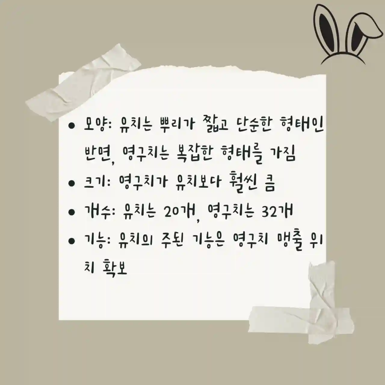 유치 vs 영구치, 무엇이 다를까?