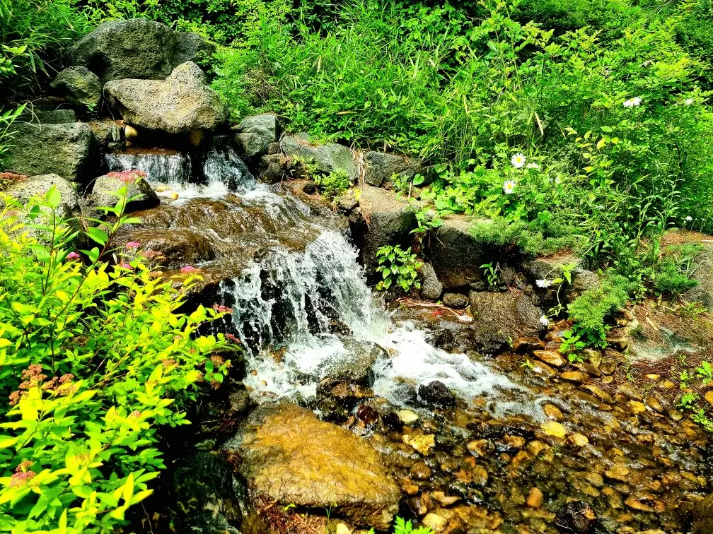 인천 드림파크 야생화단지: 봄꽃 축제 행사, 허브 화분 받기 이벤트 코스 안내, 카페, 주차
