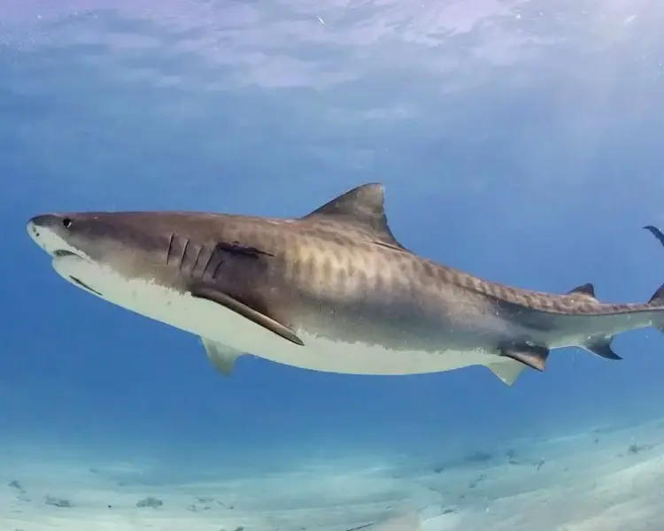 콘드로이친-부작용