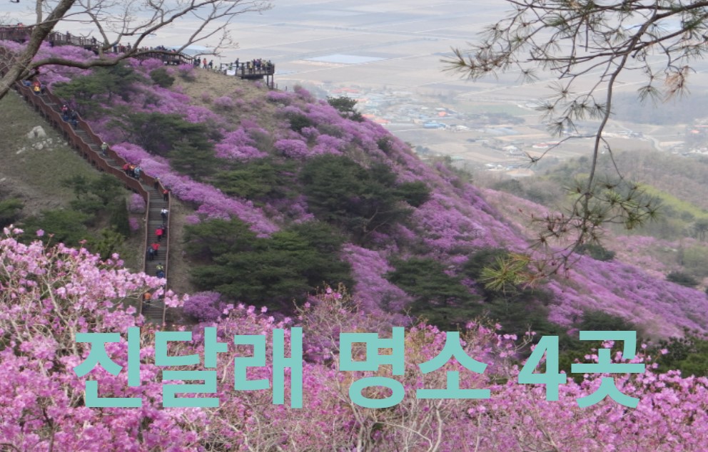 진달래꽃 명소