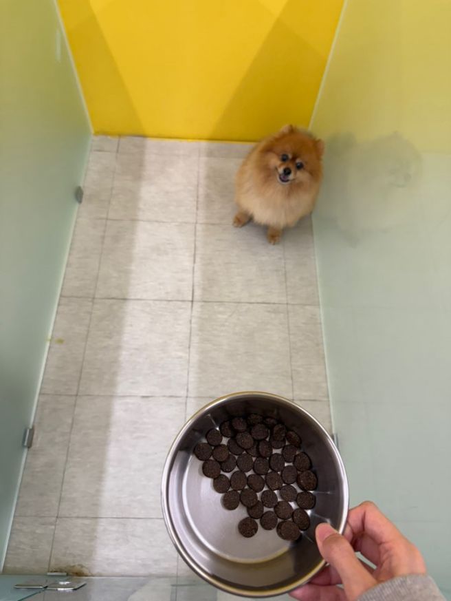 제주도 강아지 유치원 비용