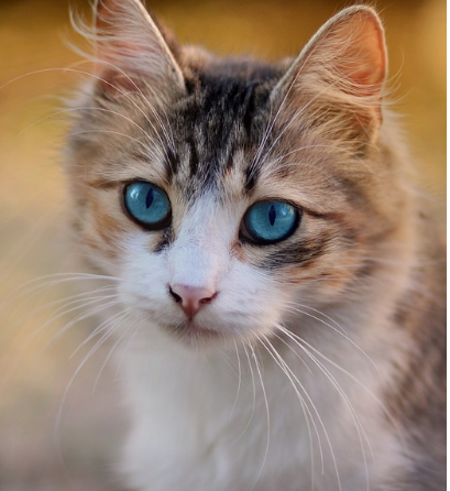 반려동물 의료비지원 신청 방법