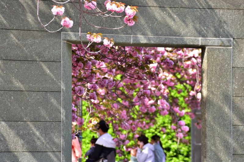 부산 겹벚꽃 명소 부산 유엔공원