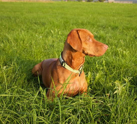 공원 산책 중인 비즐라