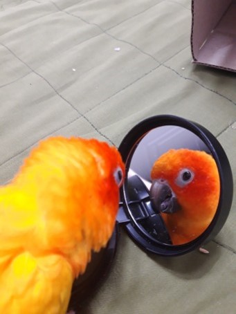 노할고-약간-붉그스름한-앵무새가-거울속의-자신을-보며-신기해하는-모습