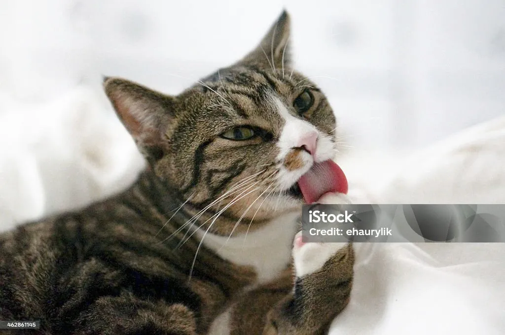 고양이가 발 핥는 이유_4