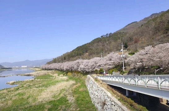 섬진강벚꽃길-구례-가볼만한곳-추천