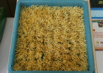 동충하초 효능과 먹는 방법, 부작용