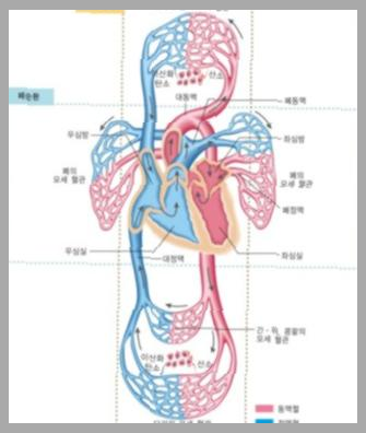 엔테론정 150mg 효능 부작용
