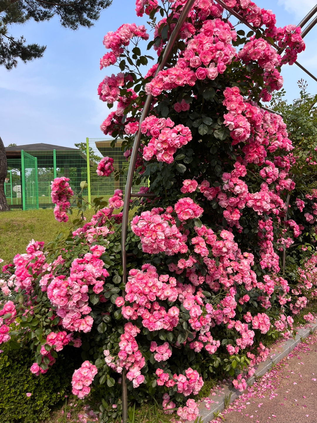 익산배산체육공원, 장미축제