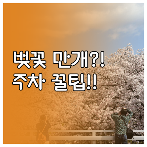 경포호 벚꽃 개화일과 만개 시기 및 ..