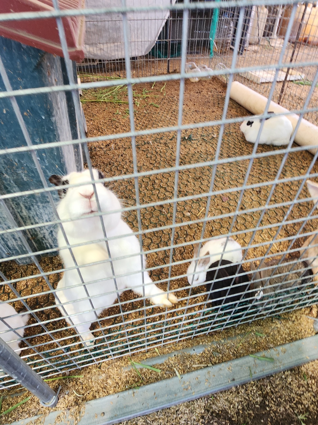 강서구-비아조-토끼