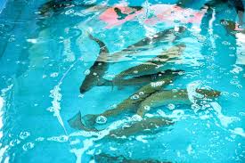 제 4회 홍성남당항 바다송어 페스티벌 기본정보 와 특징 소개