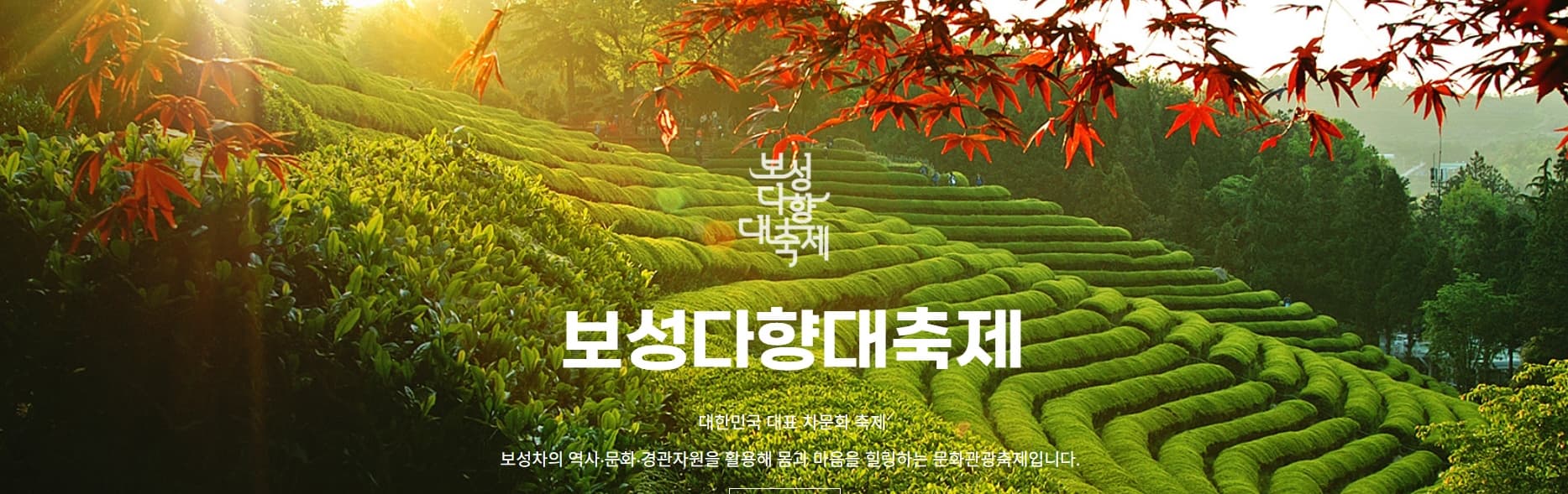 [5월 축제]2025 보성다향대축제❘기간, 일정, 프로그램 예약 방법, 추천코스, 셔틀 정보