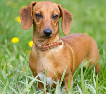 미니어처 닥스훈트