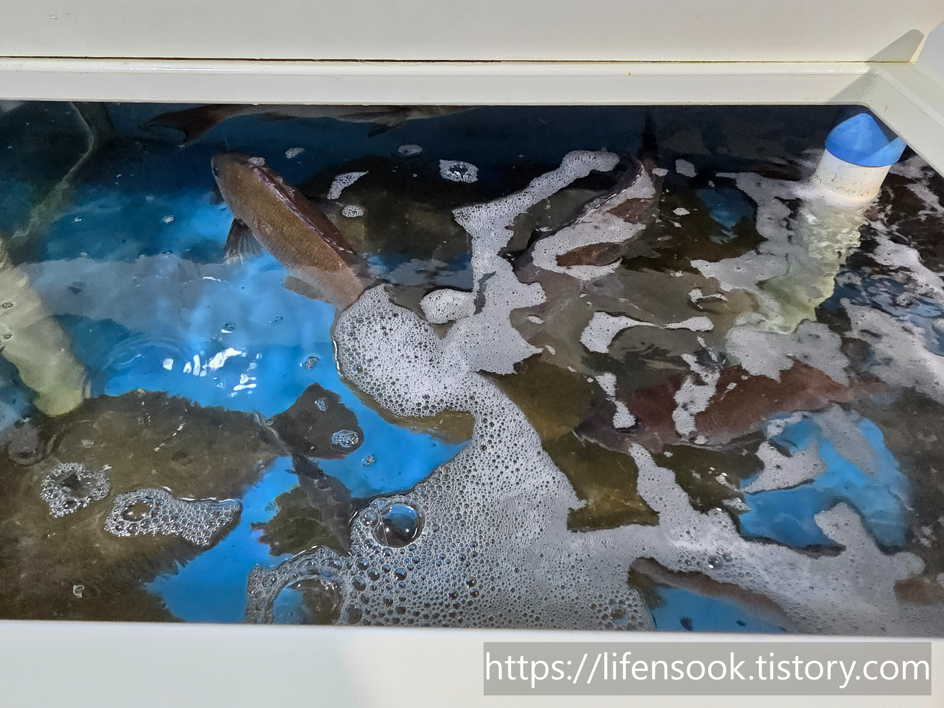 바닷가횟집 수족관 3