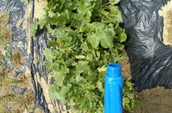 열무 재배 빠른 파종 잔털 제거 혼식 요령_7