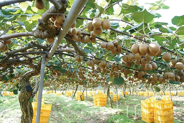 키위 재배 수분 수정 덩굴 유인 월동 대비_3