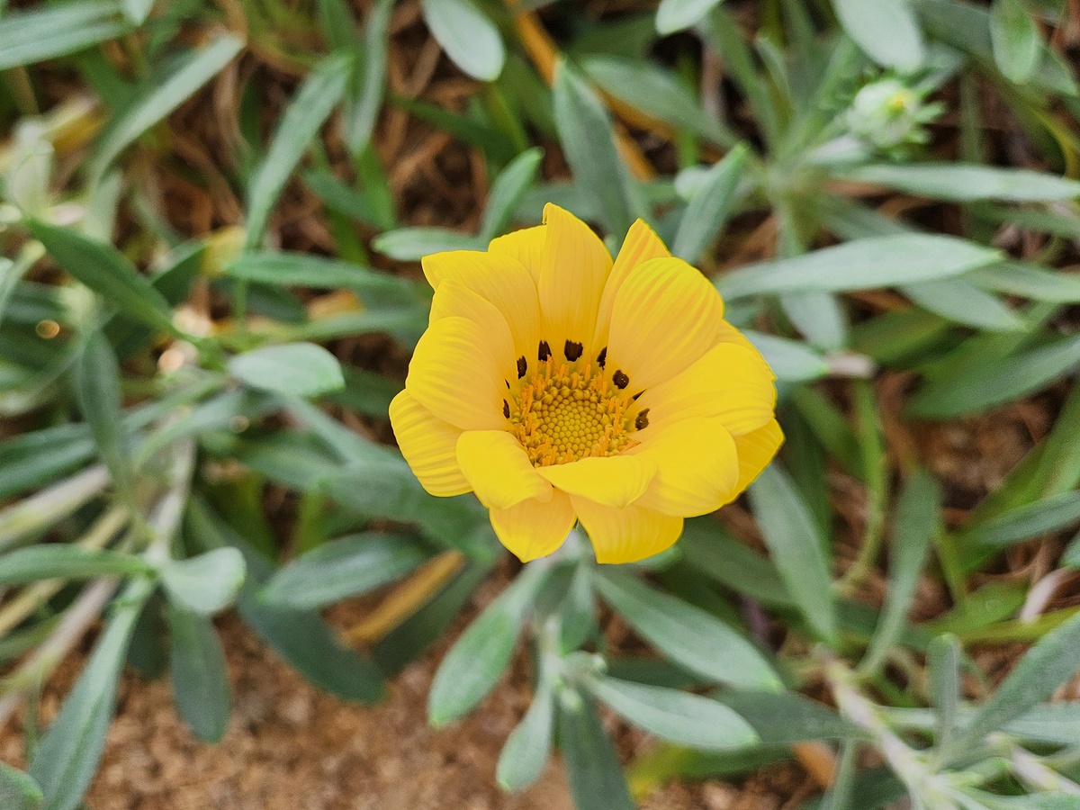 가자니아리겐스(태양국)