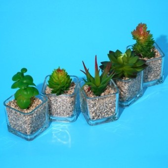 다육 화분 모습