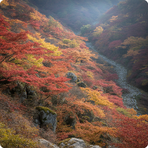 2025년 단풍 절정 시기·명소 이미지