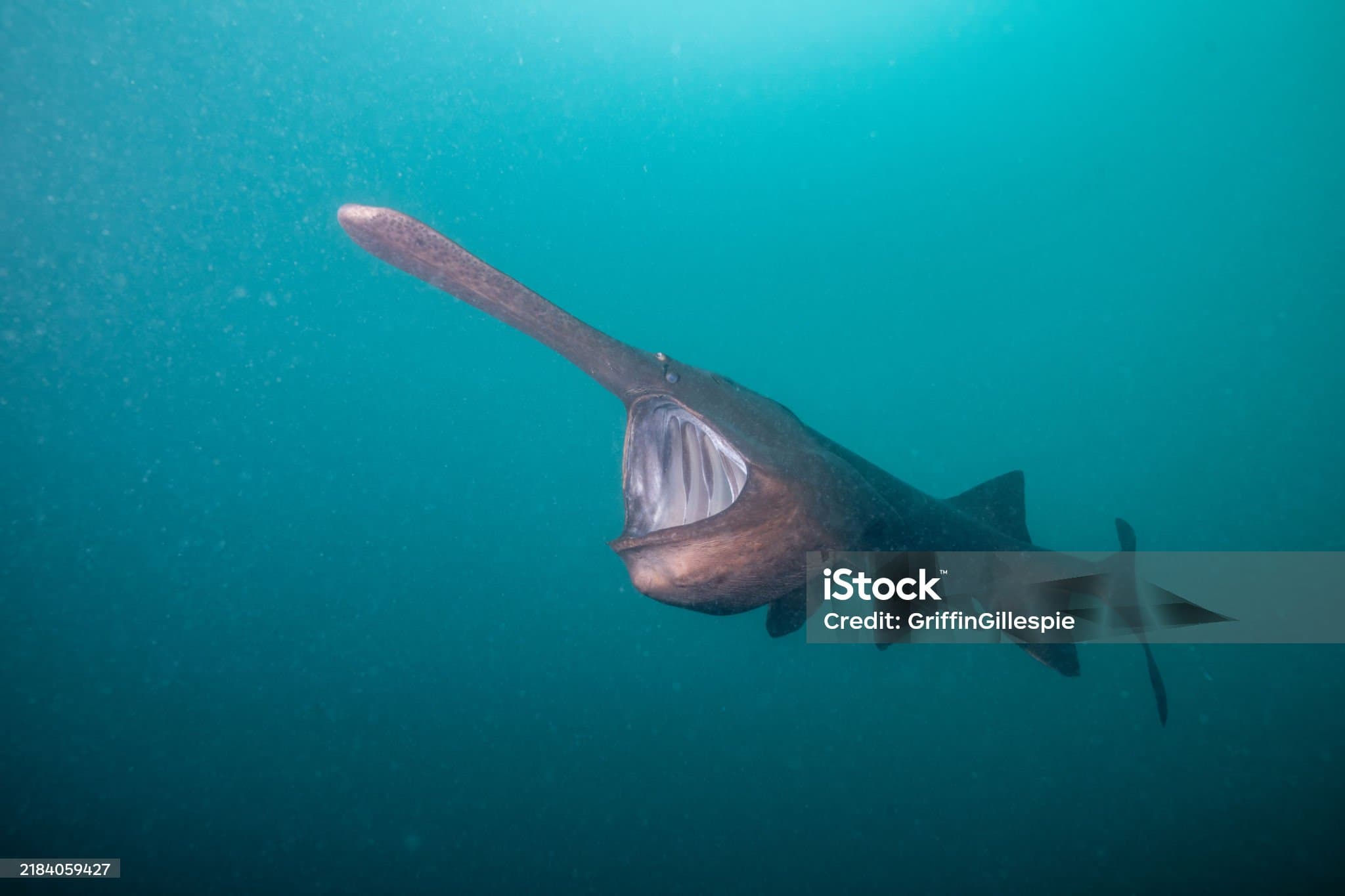 희귀 심해 생물 고블린 상어: 살아있는 화석이라 불리는 이유