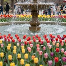 2026 대전 오월드 튤립축제 관련 사진