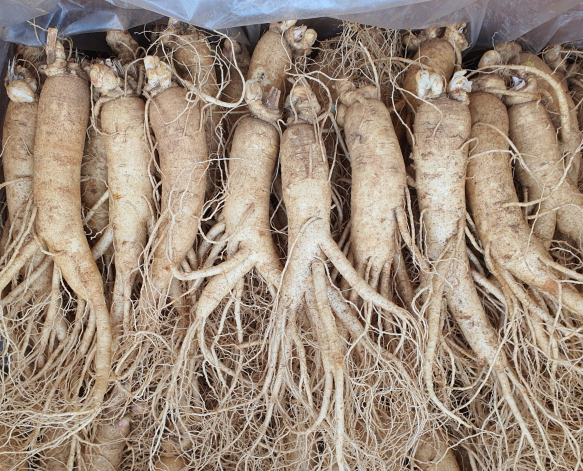 인삼의 종류와 특징