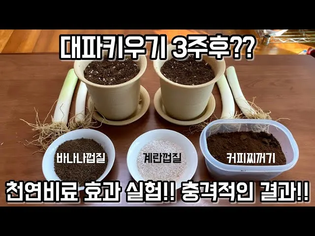 바나나 껍질 비료 활용 희석사용시기 냄새방지 천연영양 가이드_9