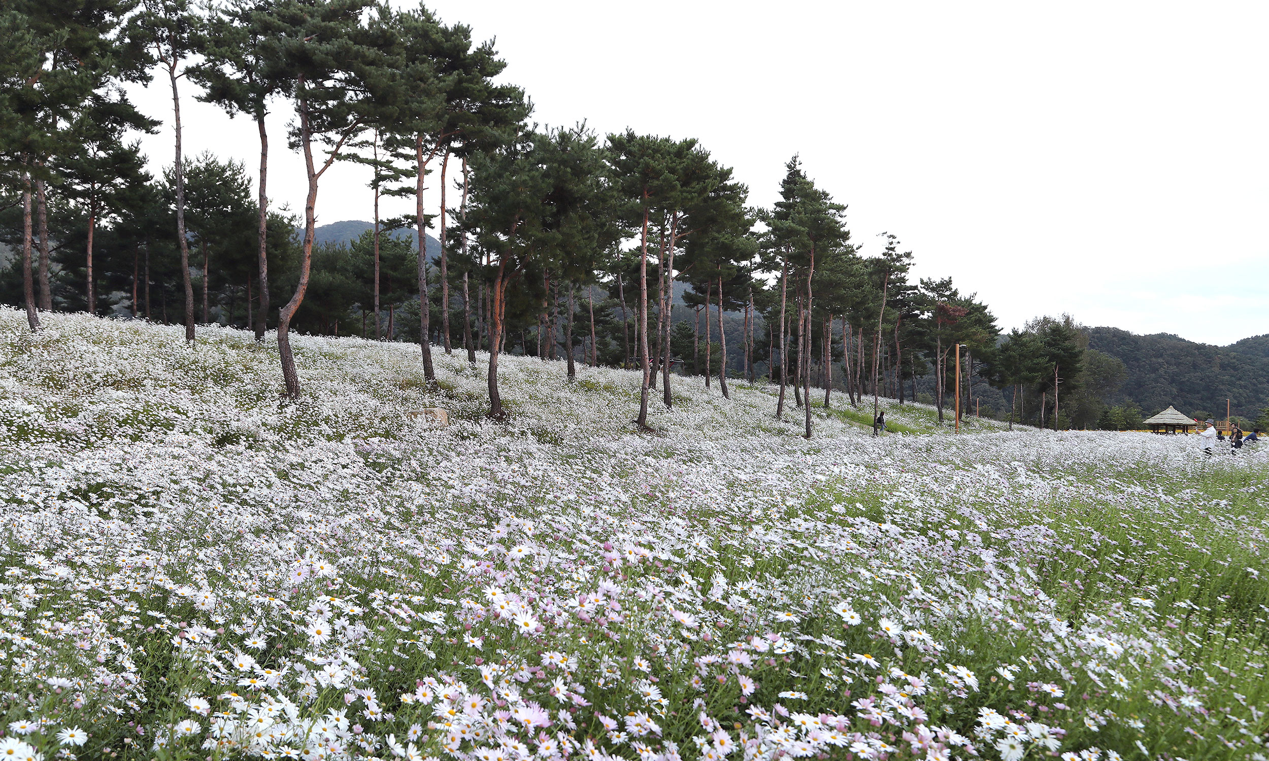 Colorful Garden 자라섬 꽃 페스타 살펴보기 3