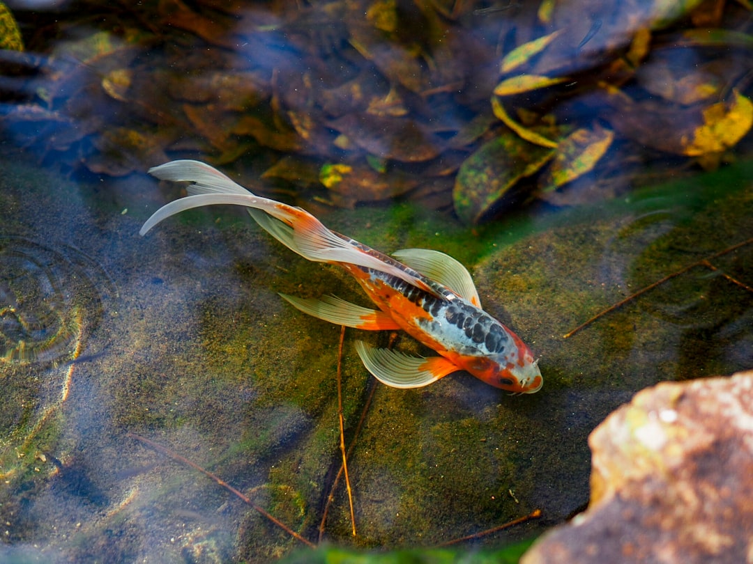 Bongu (which refers to the ice fish in English, often associated with ice fishing festivals in Korea).