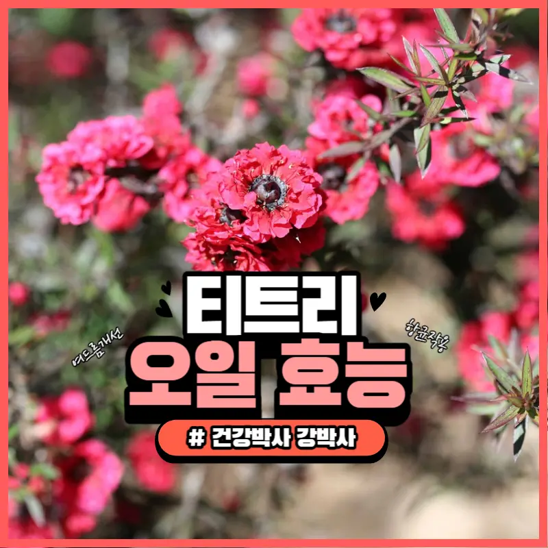티트리 오일 효능