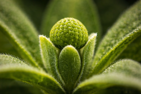 식물의 생명 전략