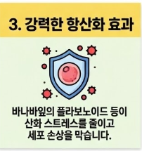 바나바잎 추출물 코로솔산 효능 5가지 상세 분석