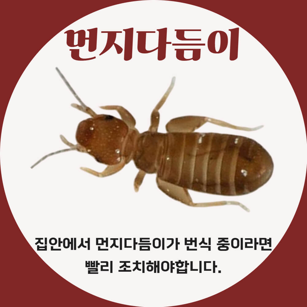 먼지다듬이