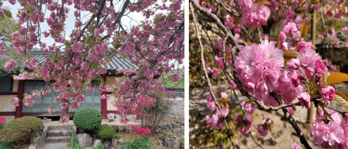 7.순천-선암사-선암매