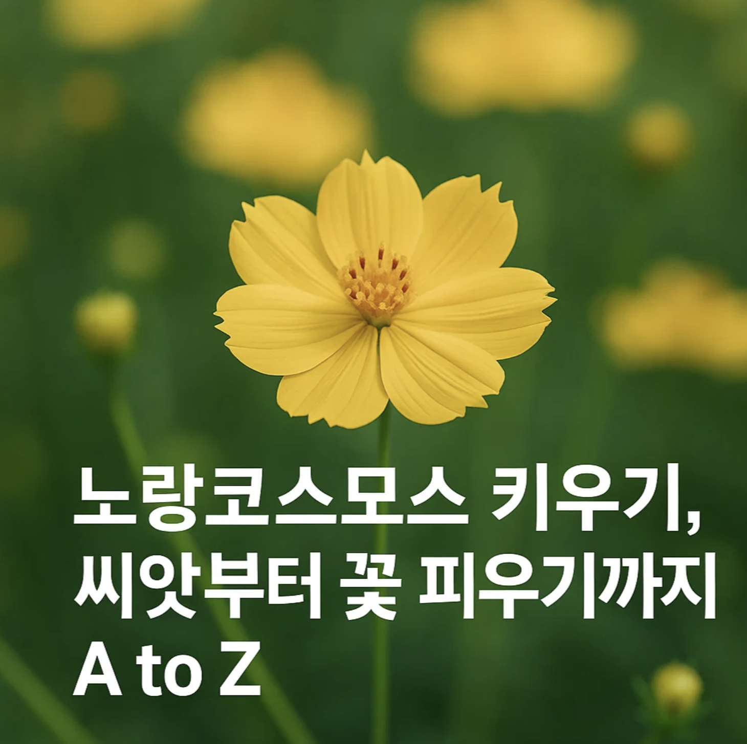 노랑코스모스 키우기, 씨앗부터 꽃 피우기까지 A to Z