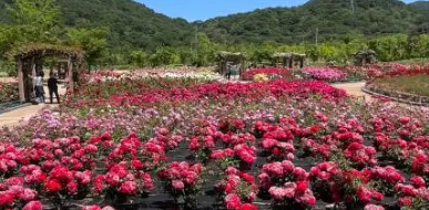 가평 자라섬 꽃 페스타🌸 어디까지 알고 계셨나요?