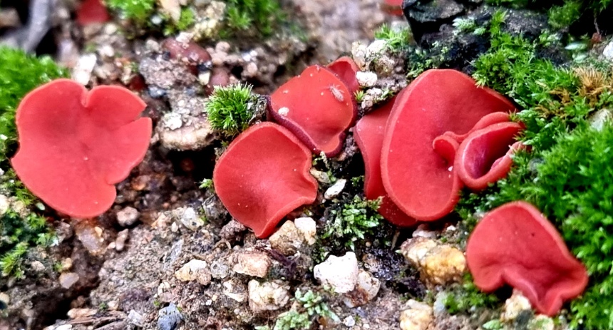 특색 있고 아름다운 민간 정원 30선 추천 여행 - 17. 아산 이화재