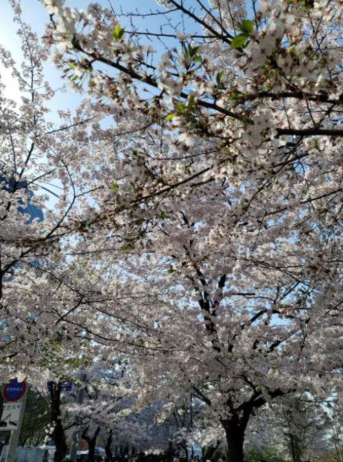 벚꽃 개화 시기