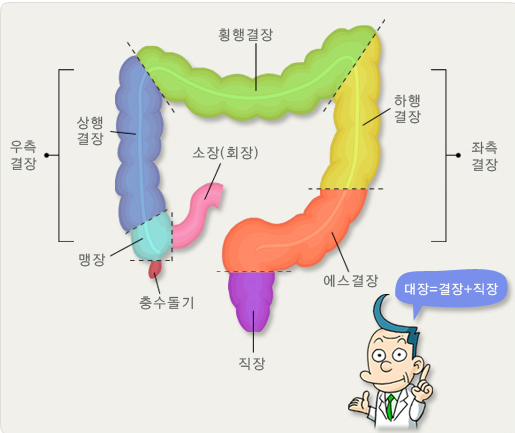 대장의 부위별 명칭 그림