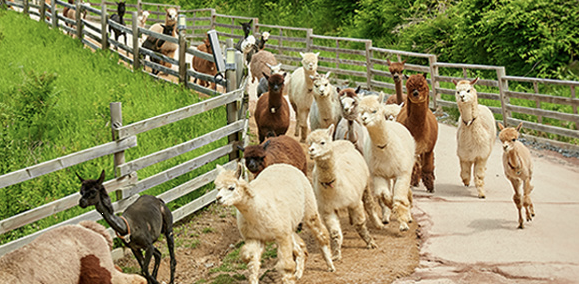 알파카월드 이미지