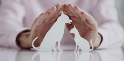 몰라서 못 받는 반려동물 보험 혜택, 지금 바로 확인하세요