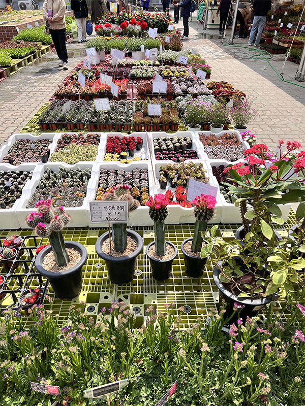 창동 하나로마트에서 판매 중인 다양한 다육&#44; 선인장류