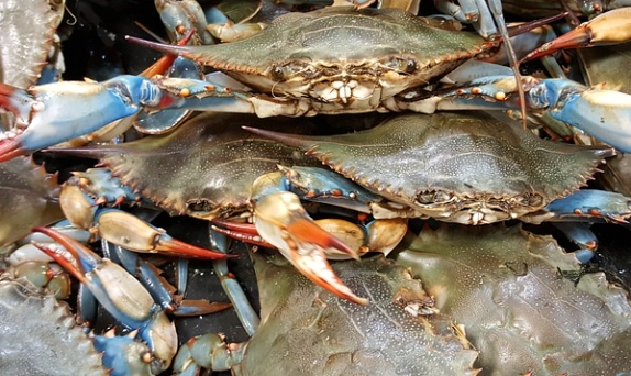 갑각류에 다량 함유된 키토올리고당 성분을 암시하고자 꽃게 사진을 첨부했습니다.